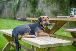 Alexander Rose Pine Farmers Garden Table 1.9m -Living Furnitures Shop alexander rose pine farmers garden table lifestyle 1 15215.1627976288